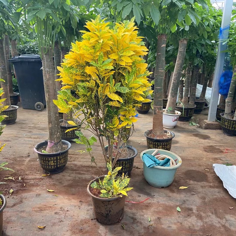 绿植盆栽撒金榕北京淘绿绿简单