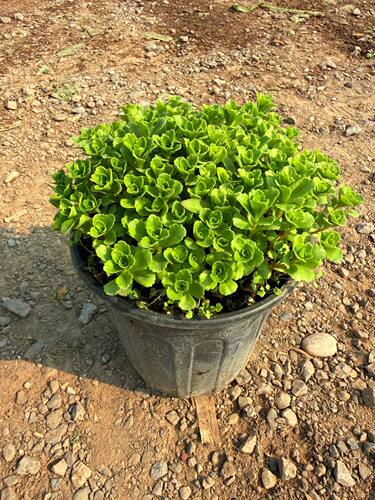 中华景天德国景天室外园艺造景植物绿叶耐旱耐寒北方越冬北京包邮