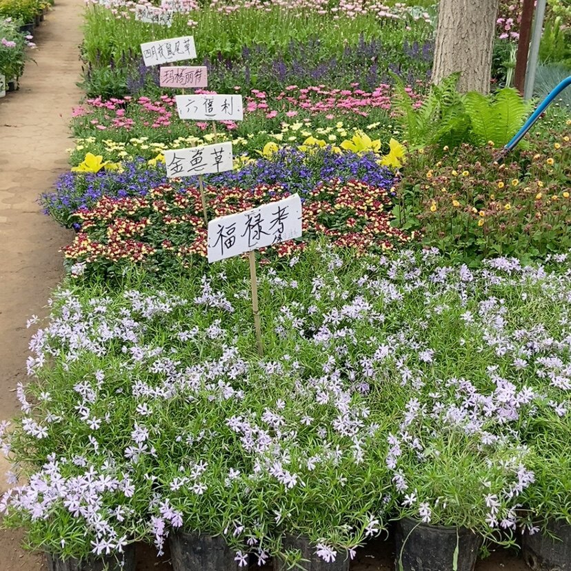 宿根生植物盆栽花卉室外越冬地栽花园庭院北京送货上门简单好养草