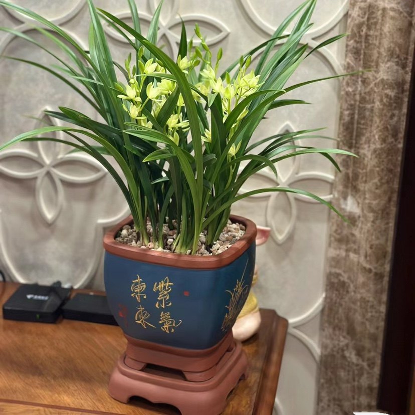 兰花国兰北京淘绿绿园艺好养