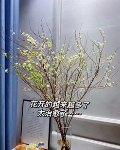 雪柳腊梅马醉木鲜切花鲜花枝条北京同城包邮简单好养水培花网红花