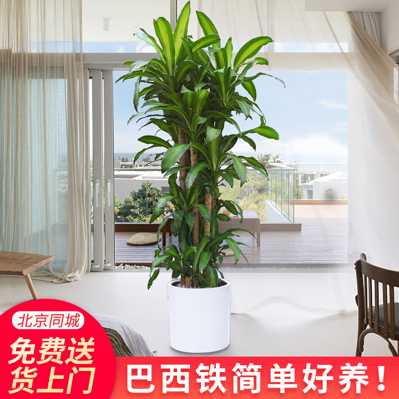 步步高巴西铁绿植花卉盆栽大型室内北京送货上门简单好养净化空气