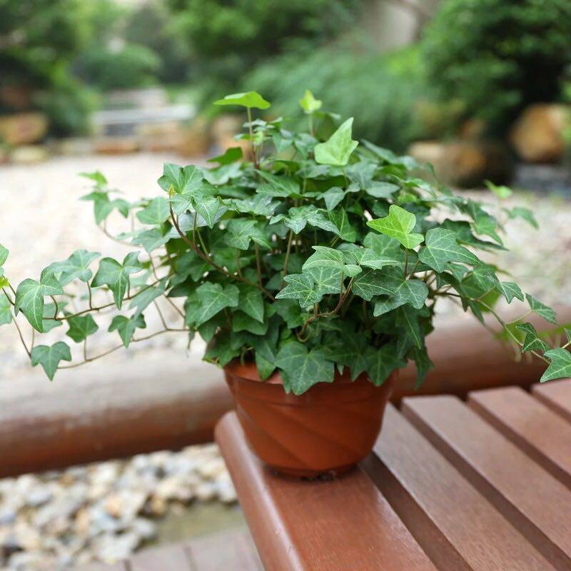 常春藤花卉盆栽北京室内观叶净化空气好养吊兰水培办公桌吸甲醛简