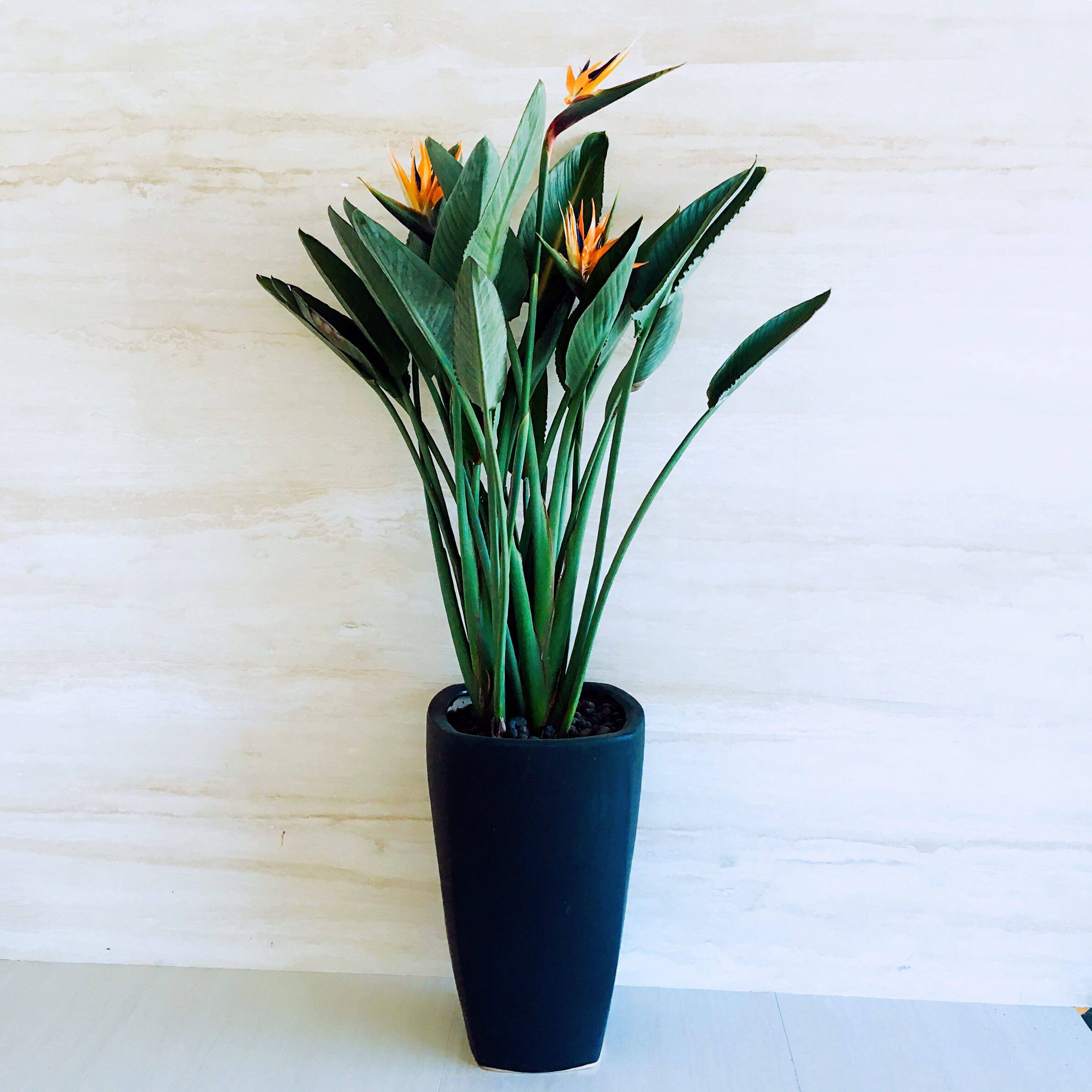 天堂鸟盆栽鹤望兰盆栽开花天堂鸟大型绿植花卉带花大植物北京包邮