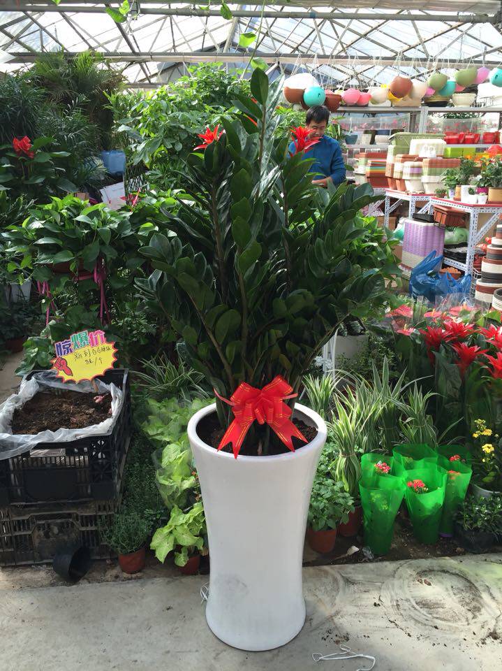 金钱串树北京中型绿植盆栽简单好养室内客厅净办公室送货上门开业