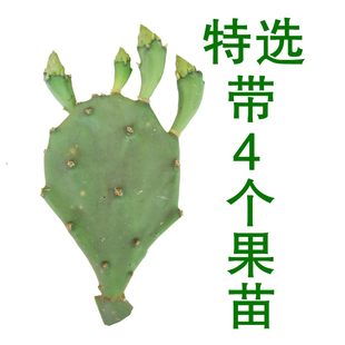 野生 仙人掌果苗帶果 仙人掌盆栽 仙人掌 一份1顆葉片帶葉片4個(gè)