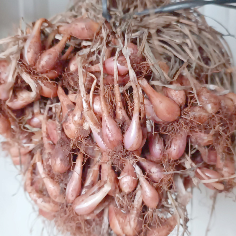 广东小香葱 红葱头 香葱油葱火葱香葱头葱头干 干葱头