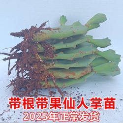 带根带果 仙人掌盆栽 水果苗 仙人掌  仙人掌果 带花苞