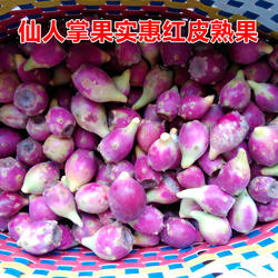 仙人掌果 仙人掌果实 新鲜水果 红皮小果1斤2斤包邮 现摘现发