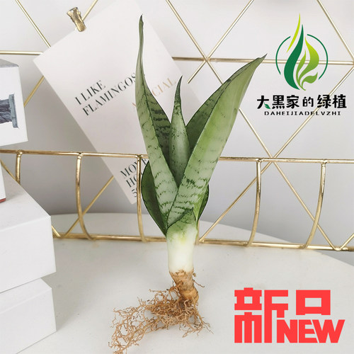 虎耳海洋泡沫稀有品种包邮虎尾兰