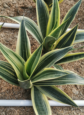 稀有虎尾兰好养活可水培净化空气包邮虎皮兰霸王兰金丝雀雪纹剑兰