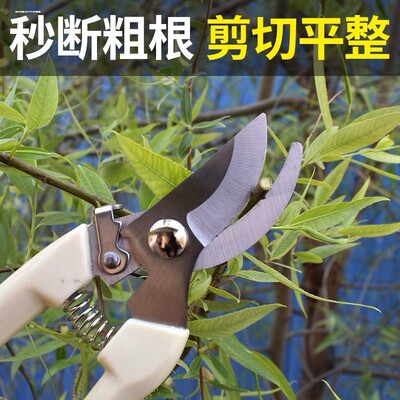 不锈钢园艺剪刀修枝剪采摘水果花木园林剪果树剪花卉枝嫁接工具剪