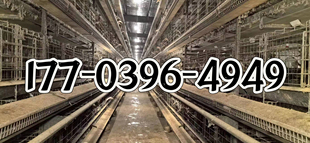 笼养鸭 层叠蛋鸭笼 自动化养鸭笼 鸭笼 立体蛋鸭笼 立式蛋鸭笼