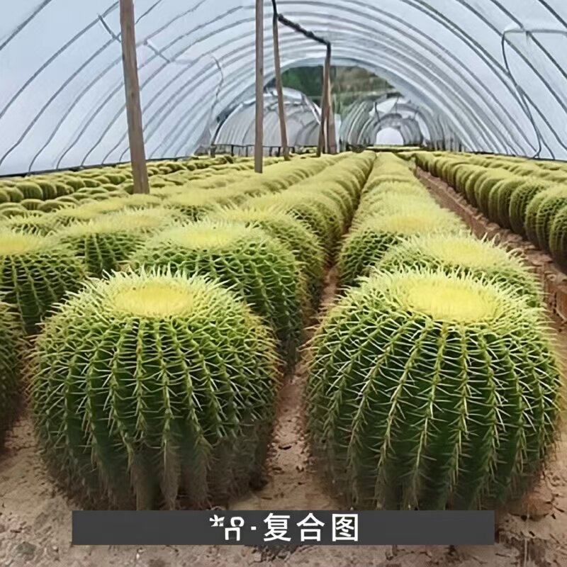 圆润金琥盆栽家居风水植物超大金琥仙人球盆栽绿植多肉植物仙人掌