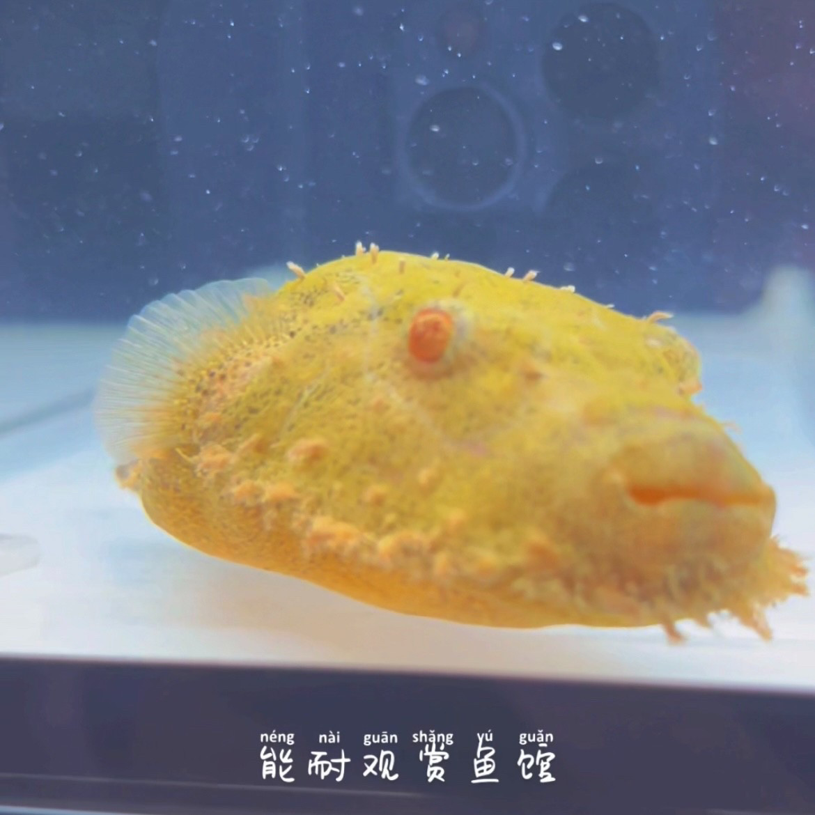 泰国毛毛狗头鱼定水检疫开口养定凶猛热带活体观赏鱼包邮包损