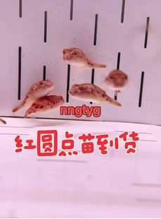 人工红圆点狗头鱼苗顺丰包邮包损淡水热带鱼观赏鱼非斑马狗头皇冠