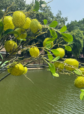 婚庆用花唐棉果造景河豚果家居装饰插花场景布置配材唐棉仿真花