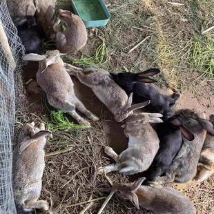 4斤比利时肉兔活物大型可食用活体麻灰色兔子公母可繁殖散养种兔