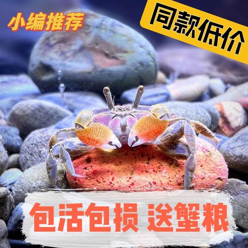辣椒蟹蟹活体宠物观赏除藻淡水
