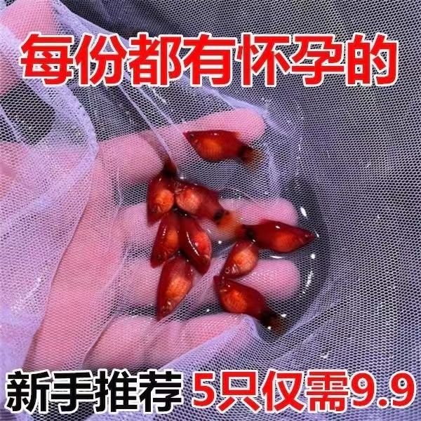 小型淡水观赏鱼热带胎生孔雀鱼精品凤尾米奇鱼玛丽清道夫鱼月光鱼