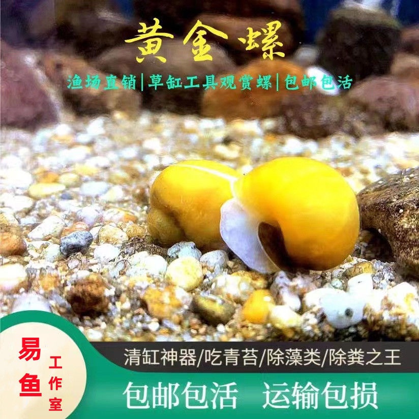 黄金螺大号净化水质除藻工具螺清洁观赏螺吃鱼屎鱼缸除草除绿藻