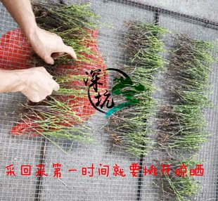 星草荟 野生独脚金新鲜采晒疳积草天然孩儿草积食厌食炖汤煮水50g