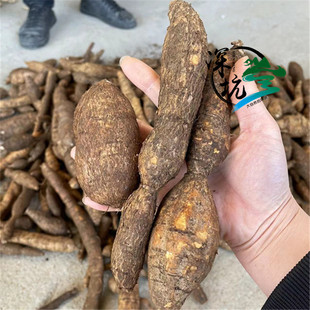 新鲜野生黑牛大力石山挖整个中药材泡酒煲汤牛大力薯山莲藕500克