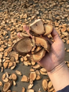 海风藤新鲜晒干货广东草药材海风藤桂枝搭配泡酒煮水