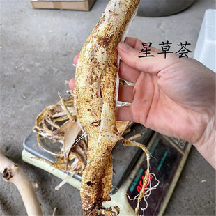 新鲜野生五指毛桃根皮广东五爪龙中药材五指牛奶煲汤椰香现剥厚皮
