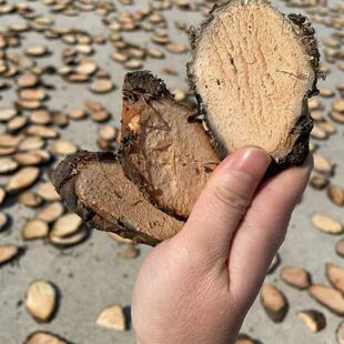 水刺芋水簕芋天河芋簕慈茹瘌薯菇干片