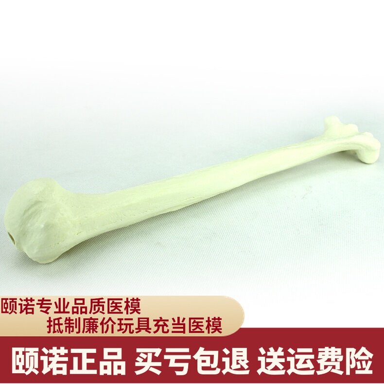 ENOVO颐诺骨科仿真肱骨模型  上肢骨 钉板操作演示人工皮质骨松质骨模型骨科植入仿真手术模拟Sawbone模型|ruв категории электронный словарь/электрический бумажных книг/канцелярские принадлежности, демонстрация/Показать уведомление товаров, оборудование для обучения/экспериментальное оборудование - от Buy2taobao.com для оказания профессиональной услуги покупки агента Taobao