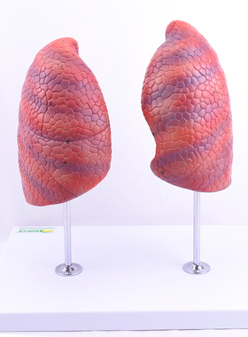 ENOVO颐诺医学人体肺段肺解剖模型 健康肺吸烟禁烟呼吸系统肺段胸外科呼吸科模型肺分段分叶胸外科胸透CT教学