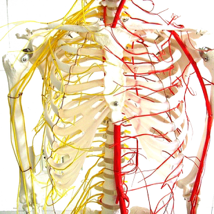 ENOVO颐诺医学人体170CM骨骼神经血管骨架标本骨骼模型人体血管神经传导系统胸腔腹腔血管心外科麻醉全科医生