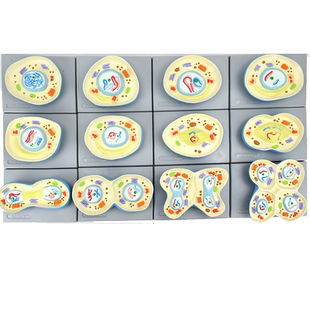 ENOVO颐诺细胞减数分裂模型生物学遗产学生物细胞染色体分裂Meiosis细胞生殖DNA高中生物教学教具动物植物
