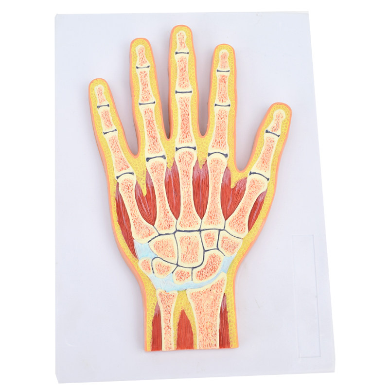 ENOVO Rhythm Snow Medical Science human body Hand joints muscle Model joint Section Hand joints Cut image Structure MRI joint muscle Skeleton anatomy Orthopedics teaching Shanghai specimenin the Electronic Dictionary/Electronic paper book/Stationery , Teaching demonstration/Display notices supplies , 教学标本/模型 category - from Buy2taobao.com to provide professional Taobao agent buy service