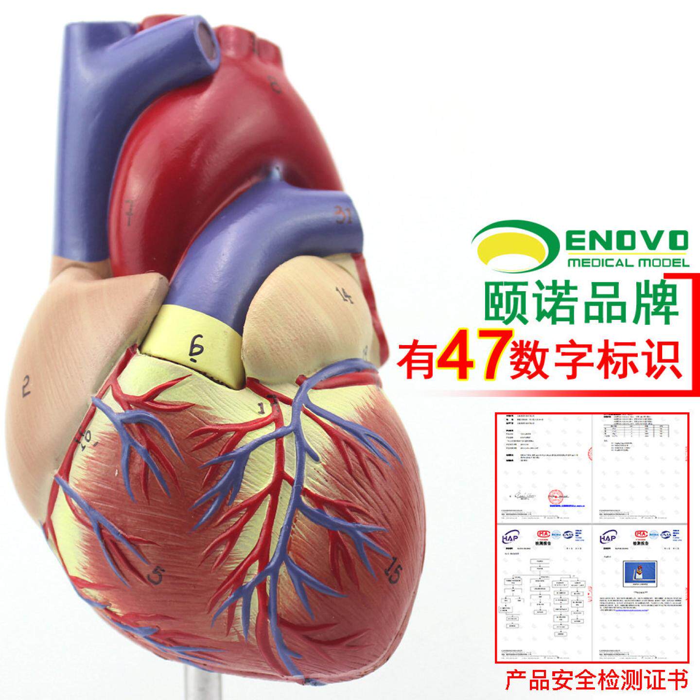 ENOVO颐诺1:1心脏模型可拆卸B超彩超声医学心内科心脏解剖教学冠状动脉心血管血液循环心外科学习模具标本