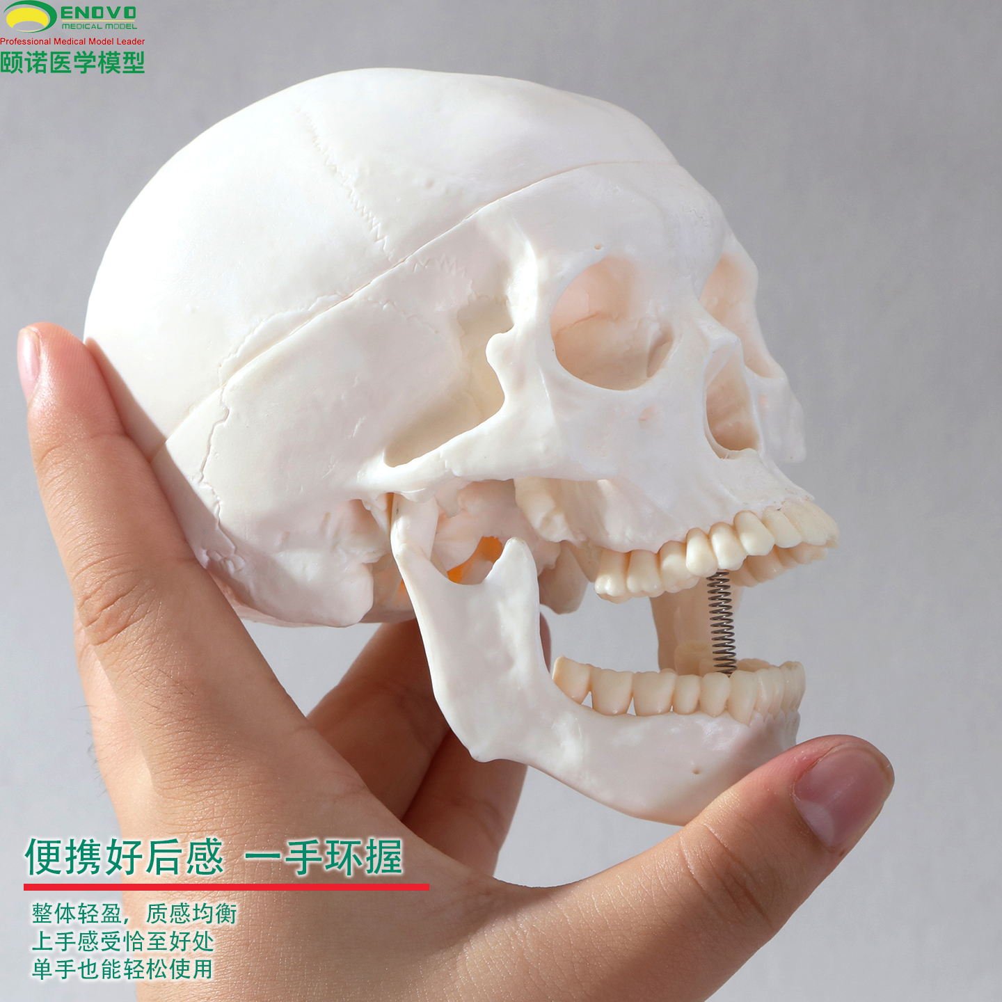 ENOVO头骨模型高仿真高精准