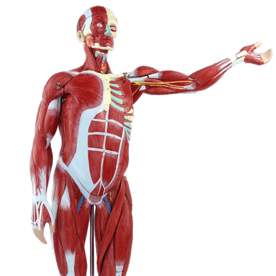 ENOVO颐诺人体全身肌肉内脏器官