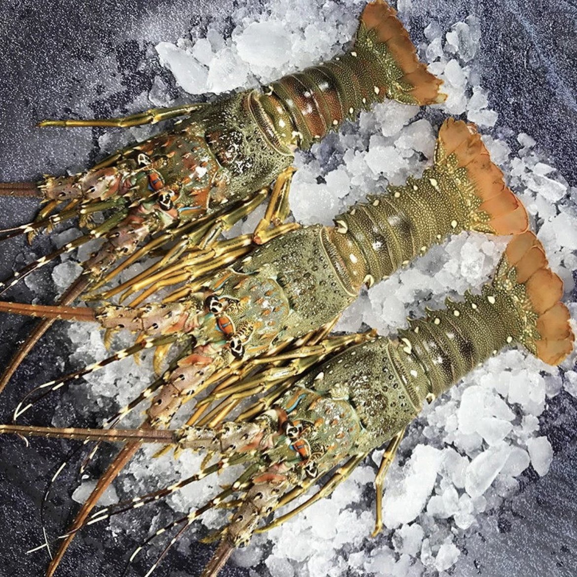 【阿娟推荐】速冻小青龙海 小青龙虾2-3两左右/只  活冻锁鲜冷,水产肉类/新鲜蔬果/熟食,冻虾,淘宝优惠券,粉丝福利购,淘宝优惠卷