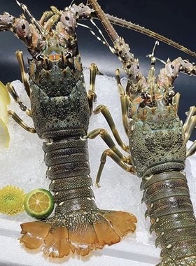 【姐夫】冷冻小青龙 | 250-300g/只 到手5只 海洋龙虾 速冻锁鲜