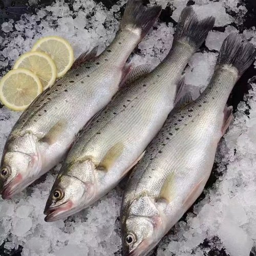 福建东山岛海捕鲈鱼9两-1斤/条速冻鲈鱼新鲜冷冻海鱼鲜嫩到手5条