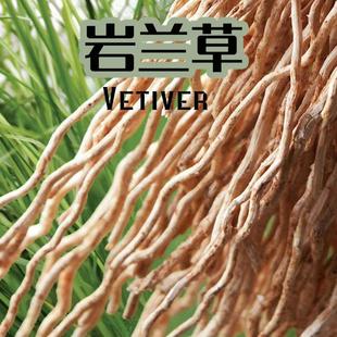 岩兰草香根草干根基地发100g香料2年粗根大出油率高精油纯露