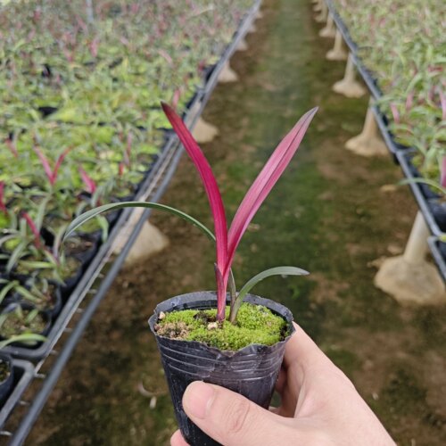 正宗红草红荷 小苗 兰花苗 四季建兰 室内绿植盆栽花卉