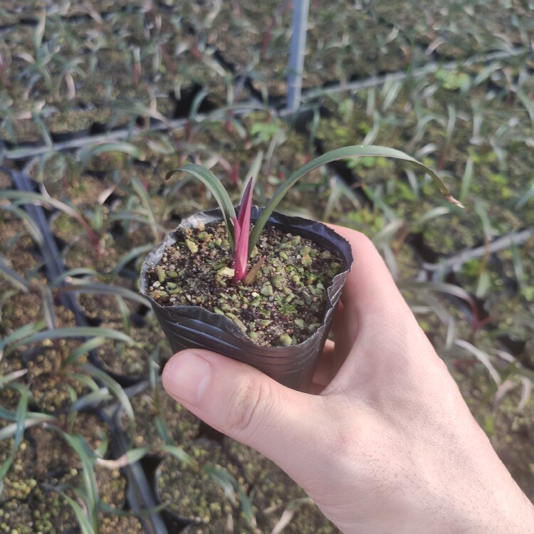 正宗红草红荷 小苗 兰花苗 四季建兰 室内绿植盆栽花卉