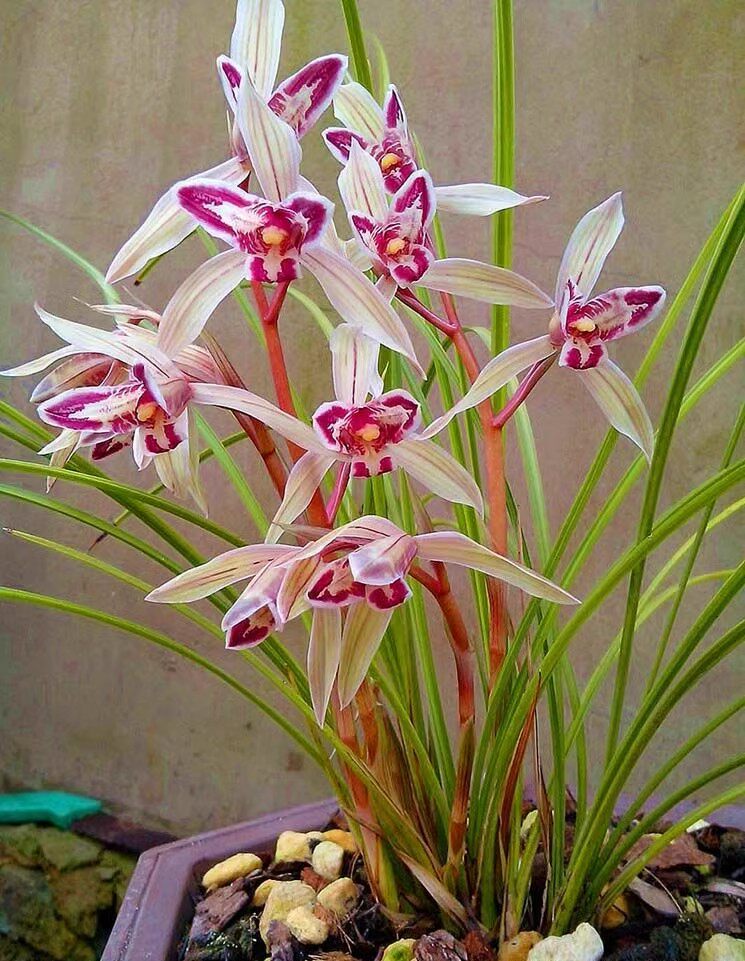 包邮 当年开花兰花苗莲瓣兰 玉兔彩蝶 阳台花卉兰花盆栽自然种植