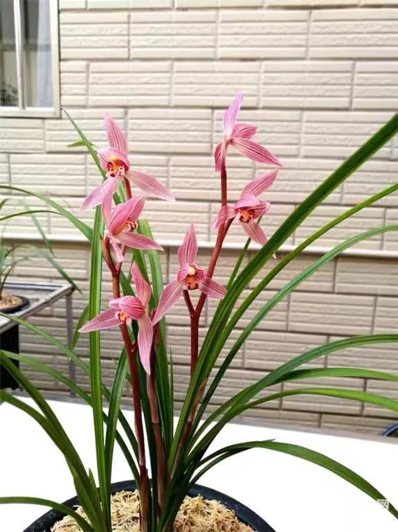 包邮当年开花兰花苗莲瓣兰 东方红 阳台花卉兰花盆栽自然种植