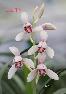 包邮当年开花名品兰花苗 建兰玉白丹红 浓香阳台室内绿植花卉盆景