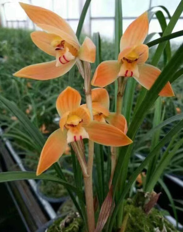 当年开花兰花苗阳台花卉绿植盆栽浓香春兰 红双喜 自然养殖