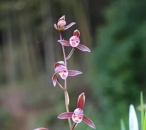 包邮云南室内兰花苗寒兰小兔子 阳台花卉客厅兰花盆栽 自然养殖