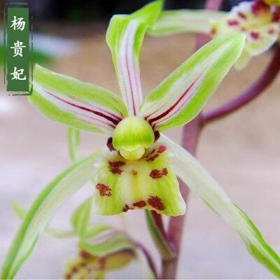 浓香兰花老种苗寒兰 杨贵妃 自然兰花苗细叶素心室内盆栽植物